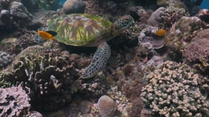 0264_Green turtle sitting on coral reef