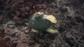 0432_Green turtle picking sardine