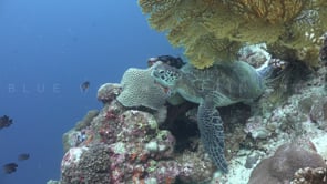 0327_Green turtle swimming over coral reef