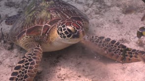 0430_green turtle feeding on sardine