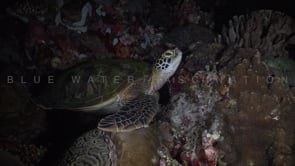0368_Green turtle at night