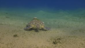 0256_Green turtle feeding on sea grass