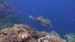 0070_Green sea turtle on coral reef