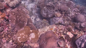 0035_Green turtle swimming over coral reef