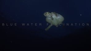 0265_Green turtle at night