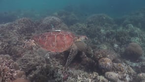 0356_Green turtle swimming over reef