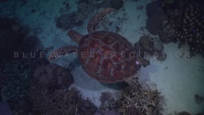0461_turtle on reef at night