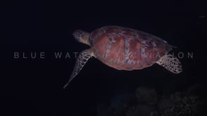 0462_Green turtle at night
