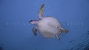0463_green turtle from underneath