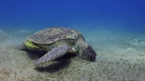 0958_green turtle with sharksucker feeding on sea grass