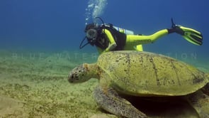 0959_green turtle feeding on sea grass female scuba diver swimming