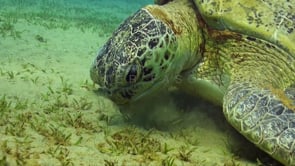 0960_green turtle picking sea grass
