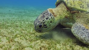0961_green turtle picking sea grass teeth