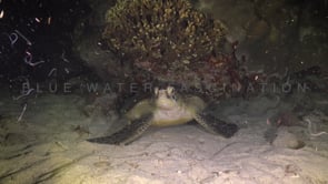 1086_green turtle sitting on coral reef at night.