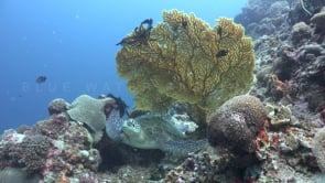 1088_green turtle and yellow sea fan