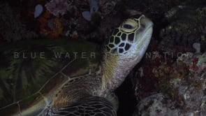 1089_green turtle at night close up