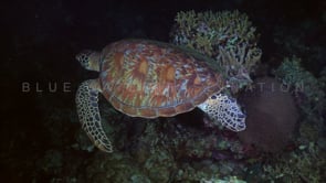 1090_green turtle swimming over coral reef at night