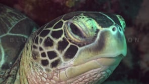 1118_Green turtle with fishing line in mouth