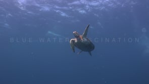 1177_green turtle feeding on jellyfish