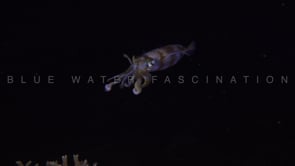 0391_Squid swimming in open water at night