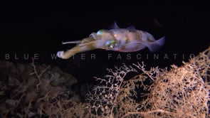 0392_Colorful squid swimming at night