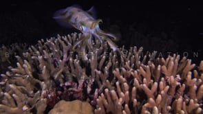 0393_colorful squid swimming over coral reef