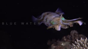 0394_colorful squid super close up at night