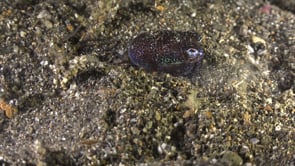 0742_Bobtail squid at night