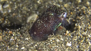 0743_Bobtail squid digging itself into sand