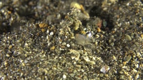 0744_Bobtail squid covering itself with sand 