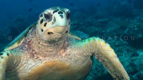 1113_green turtle swimming at camera head on