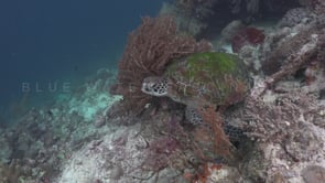 1087_green turtle sitting on sandy coral reef