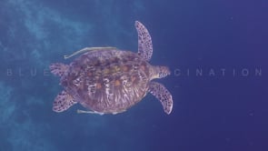 0036_Green turtle in the blue ocean