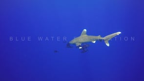 0537_Oceanic Whitetip Shark passing close