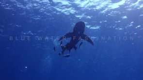 1917_Oceanic Whitetip Shark passing overhead