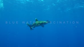 2183_oceanic whitetip shark passing in slow motion