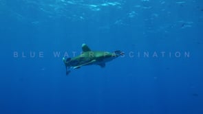 2185_Oceanic Whitetip Shark passing