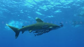 2213_Oceanic whitetip shark in shallow water