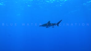 2214_oceanic whitetip shark passing in blue