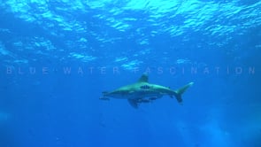 2215_oceanic whitetip shark passing under boats