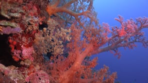 0092_Beautiful Soft coral on coral reef