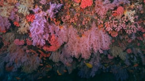 0218_Pink soft corals on coral reef