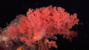 0248_Red soft coral at night