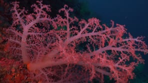 0250_Pink soft coral on coral reef