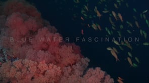 0252_Red soft corals and reef fishes