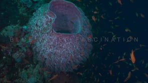 0253_purple sponge