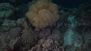 0390_Leather coral on coral reef at night