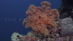 0406_Red soft coral with blue ocean as background