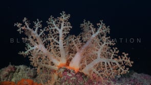 0443_Orange soft coral at night