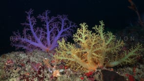 0444_Colorful soft corals at night